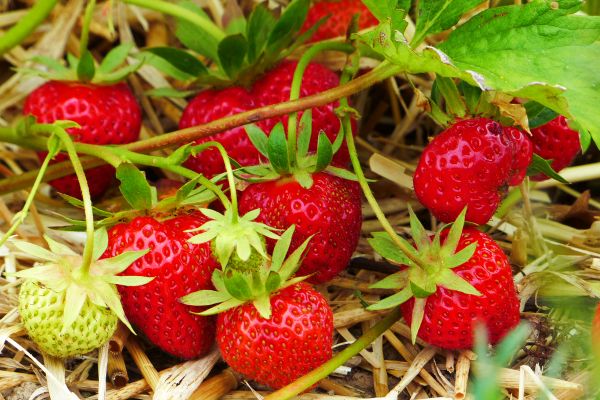 Steirische Erdbeeren ©Rogner Bad Blumau
