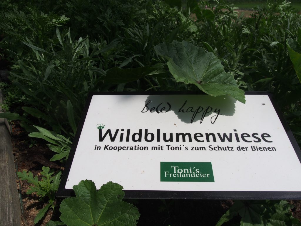 Toni's Wildblumenwiese im Rogner Bad Blumau