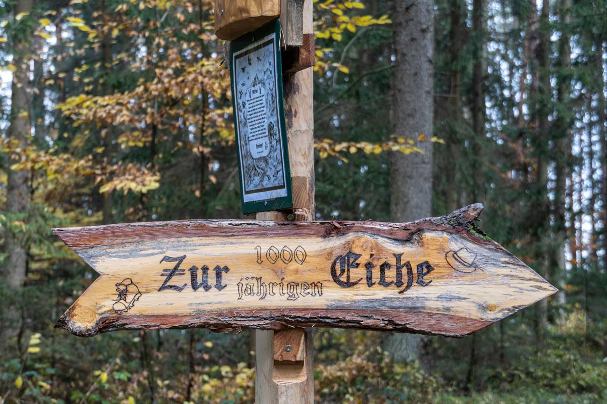 1000-jährige Eiche Ausflugstipps Bad Blumau © Gepackt und Los